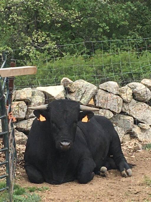 Nima Navacerrada Villa Dış mekan fotoğraf